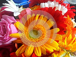 Colorful flowers closeup