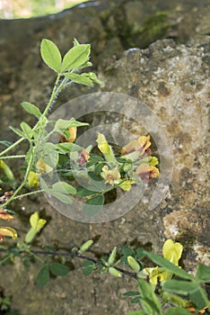 Colorful flowers of Cytisus hirsutus plant