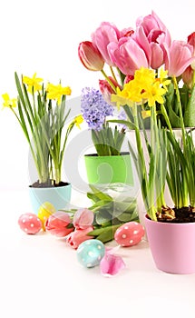 Colorful flowers for Easter in white background