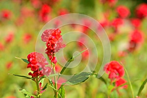 Colorful flowers.Fantastic blurred red cockscomb flowers