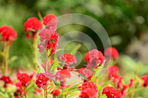 Colorful flowers.Fantastic blurred red cockscomb flowers
