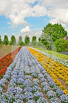 Colorful flowers field