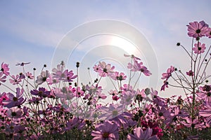 Colorful flowers field on bright blue sky with sun background or Cosmos blooming in garden background