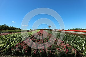 Colorful flowers field under the clear blue sky