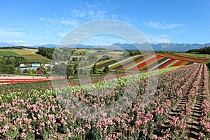 Colorful flowers field under the clear blue sky