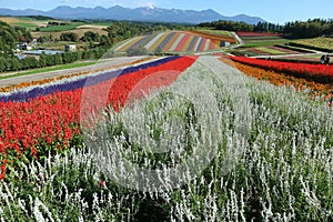 Colorful flowers field under the clear blue sky