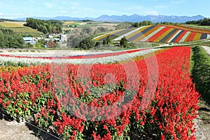 Colorful flowers field under the clear blue sky