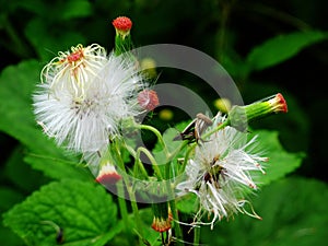 Colorful flowers flora blossom and green leaf plant tree in garden park tropical freshness on Mon Jam mountain hill for thai