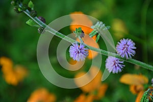 Colorful flowers flora blossom and green leaf plant tree in tropical freshness jungle of Chet Sao Noi Waterfall and forest