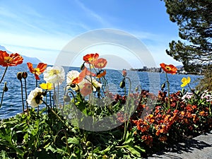 Colorful flowers Flores coloridas