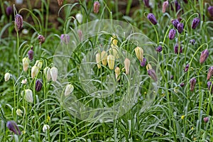 Colorful flowers flowering of Snake's Head Fritillary (Fritillar