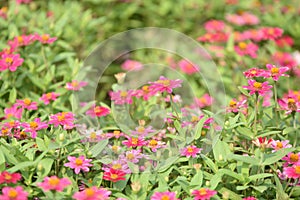 Colorful flowers flowers.colorful grass, white, yellow, pink, purple on the lawn next to the house.