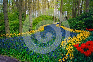 Colorful flowers and fresh tulips in the forest glade, Netherlands