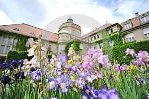 Colorful flowers in front of Botanic Institute of Munich Botanical Garden