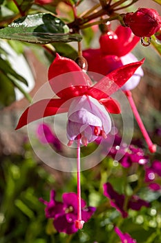 Colorful flowers of fuchsia magellanica flowers in spring garden