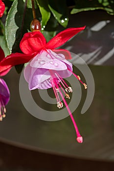 Colorful flowers of fuchsia magellanica flowers in spring garden