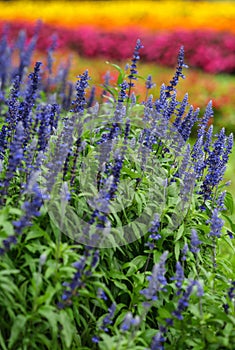 Colorful flowers in garden