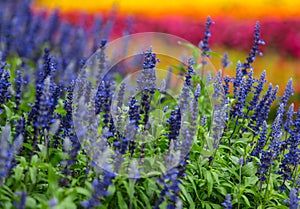 Colorful flowers in garden