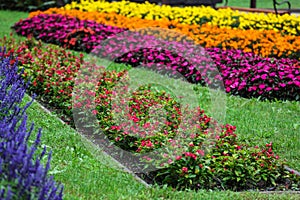 Colorful flowers in garden