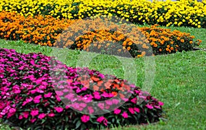 Colorful flowers in garden