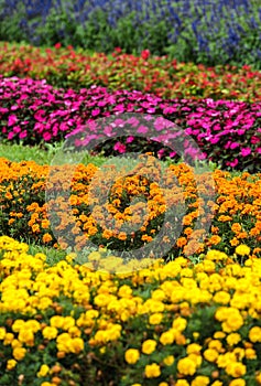 Colorful flowers in garden