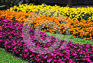 Colorful flowers in garden