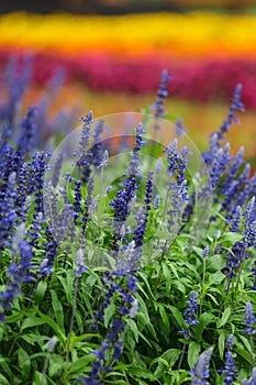 Colorful flowers in garden