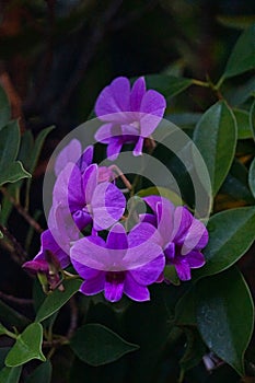 colorful flowers in the garden