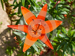 Colorful flowers in the garden