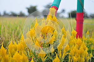 Colorful flowers in the garden