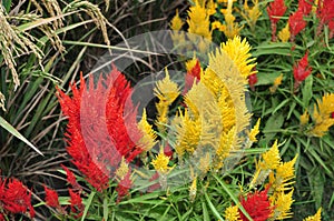 Colorful flowers in the garden