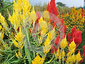 Colorful flowers in the garden