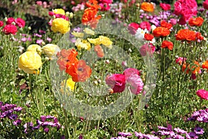 Colorful Flowers in a Garden