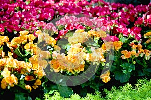 Colorful flowers garden background of yellow and red begonia blooming