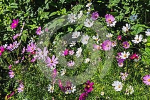 The colorful flowers garden chamomile feverfew on the flower bed in a garden in summer