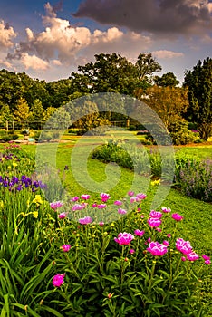 Colorful flowers in a garden at Druid Hill Park, in Baltimore, M