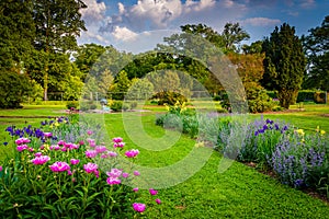 Colorful flowers in a garden at Druid Hill Park, in Baltimore, M