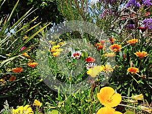 Colorful flowers in the garden with lush greenery