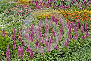 Colorful flowers garden, nature