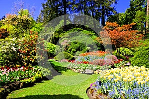 Colorful flowers of a garden at springtime, Victoria, Canada photo