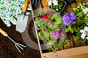 Colorful flowers and gardening tools in the soil