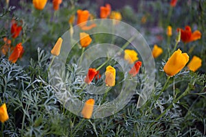 Colorful flowers on a green bed. Yellow-red flowers of Eschscholzia in summer. Papaveraceae flowers