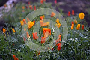Colorful flowers on a green bed. Yellow-red flowers of Eschscholzia in summer. Papaveraceae flowers