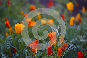 Colorful flowers on a green bed. Yellow-red flowers of Eschscholzia in summer. Papaveraceae flowers