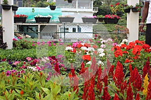 Colorful flowers in a green house