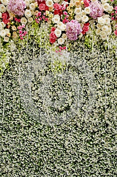 Colorful flowers with green wall for wedding backdrop