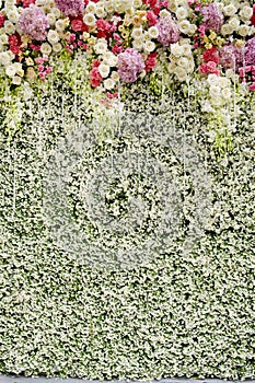 Colorful flowers with green wall for wedding backdrop