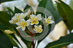 Colorful flowers.Group of flower.group of yellow white flowers