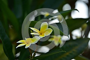 Colorful flowers.Group of flower.group of yellow white flowers