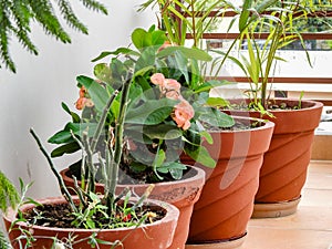 Colorful flowers growing in big red mud pots in a terrace garden. dehradun, Uttarakhand India